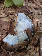 Hypomyces lateritius