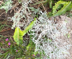 Cladonia scabriuscula