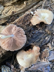 Pluteus seticeps