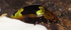 Erotylidae