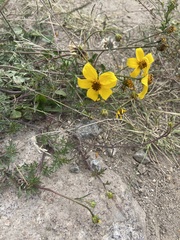 Bidens triplinervia