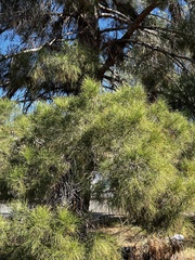 Pinus brutia