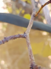 Thecla betulae