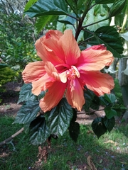 Hibiscus rosa-sinensis