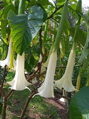 Brugmansia arborea