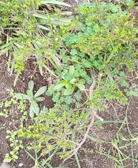 Lepidium bipinnatifidum