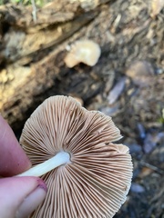 Pluteus seticeps