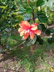 Hibiscus rosa-sinensis