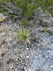 Yucca reverchonii