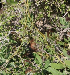 Blutaparon vermiculare