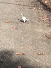 Columba livia domestica
