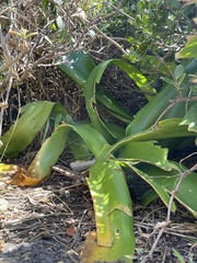 Haemanthus coccineus