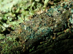 Arthrorhaphis aeruginosa