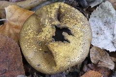 Scleroderma verrucosum