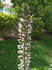 Acanthus mollis