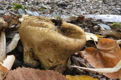 Scleroderma verrucosum