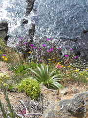Cistanthe grandiflora