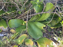 Haemanthus coccineus