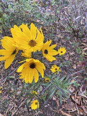 Helianthus salicifolius