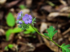 Phacelia maculata