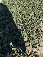 Atriplex semibaccata