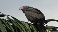 Polyboroides typus