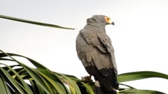 Polyboroides typus