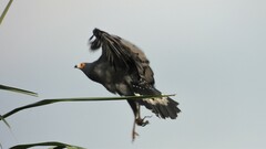 Polyboroides typus
