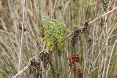 Urtica gracilis