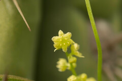 Dioscorea aristolochiifolia