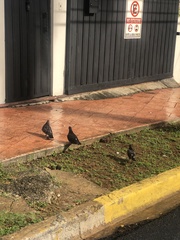 Columba livia