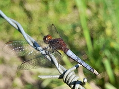 Erythrodiplax connata