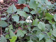 Solanum nigrum