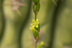 Dioscorea aristolochiifolia