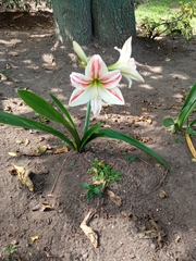 Hippeastrum