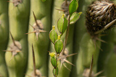 Dioscorea aristolochiifolia