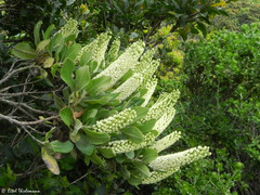 Escallonia pulverulenta