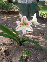 Hippeastrum