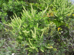 Escallonia pulverulenta