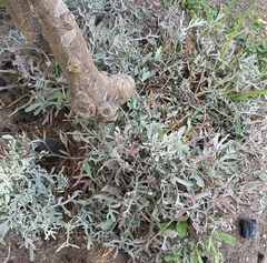 Cladonia scabriuscula