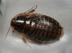 Calolampra mjoebergi