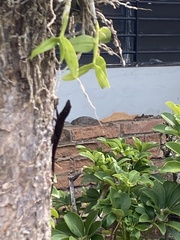 Anolis marron