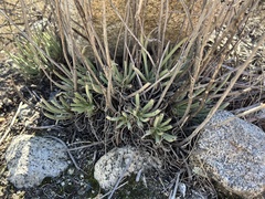 Dudleya edulis