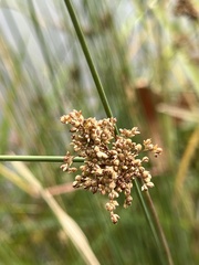 Schoenoplectus americanus