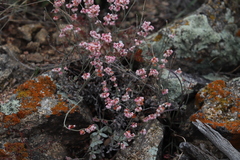 Eriogonum niveum