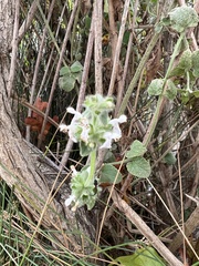 Stachys rigida
