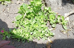 Mesembryanthemum cordifolium