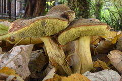 Hortiboletus engelii