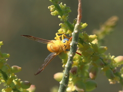 Chlorodynerus