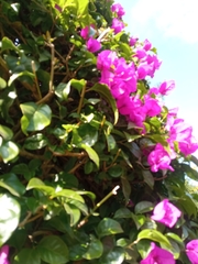 Bougainvillea